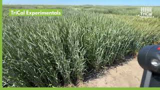 A First Look at TriCal's Next Generation of Triticale | Western Kansas Plot Tour