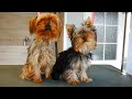 Grooming Yorkies - Mummy with her Son