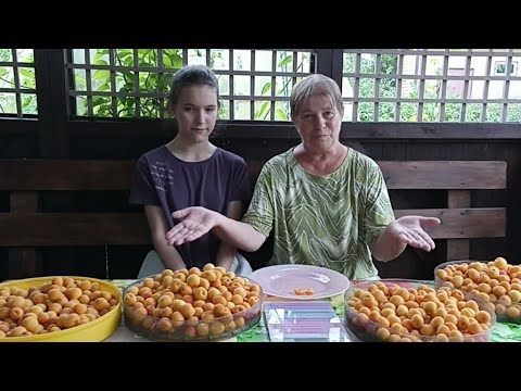 Видео: Абанико и Стоунхендж книги от Сет Роланд