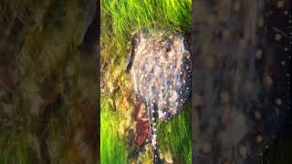 Freshwater stingray hunting for food in the wild
