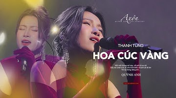 HOA CÚC VÀNG [Thanh Tùng] - QUỲNH ANH (Axôn - Quỳnh Anh Live Concert)