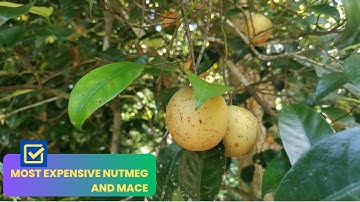 Village Organic Nutmeg Farming | Growing Nutmeg Trees and Harvesting Seeds Naturally #nutmeg #spices