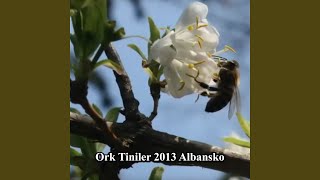 Albansko 2013 - Ork. Tiniler