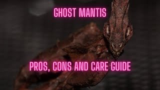 Ghost Mantis: Pros, Cons, and Care Guide