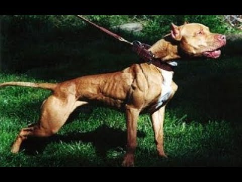 Pitbull proibição Clearance