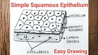 How to Draw Simple Squamous Epithelium / Squamous Epithelial Tissue Drawing