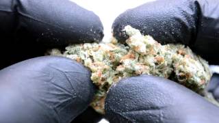 Super Silver Haze
