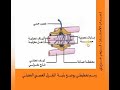 المغزل العصبي العضلي الدعامة التشريحية للمنعكس العضلي الأستاذ لزهر عزيزي السنة الثانية علوم تجريبية