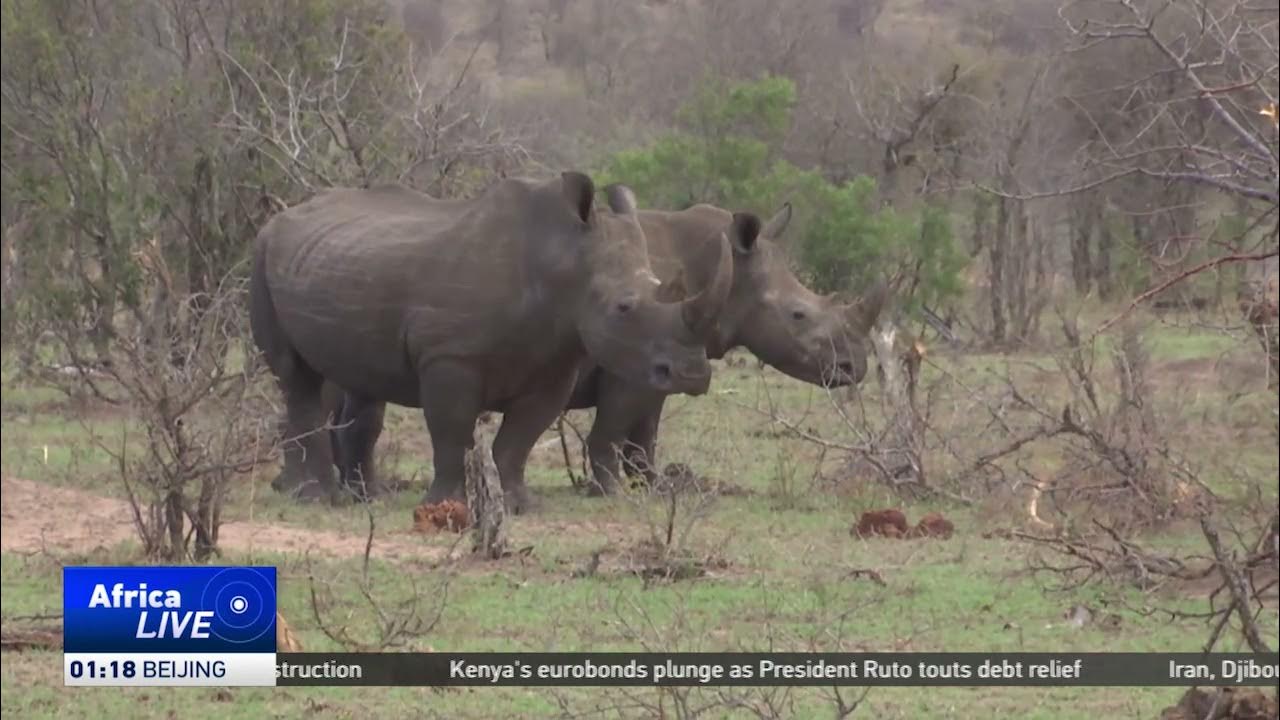 South Africa records decrease in black rhino poaching