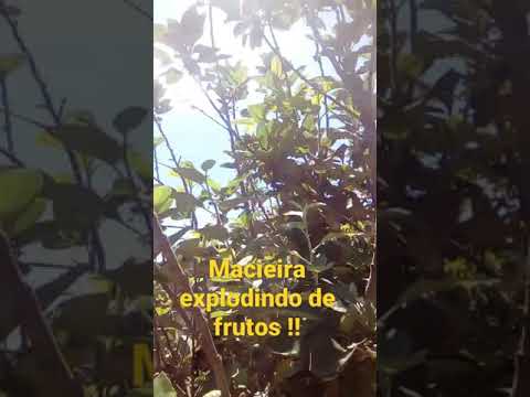 Vídeo: Maçãs Da Macieira Estão Apodrecendo (17 Fotos): O Que Fazer Se A Fruta Apodrece Bem Na Macieira Por Dentro? As Razões De Seu Apodrecimento Nos Galhos, Conselhos De Especialistas