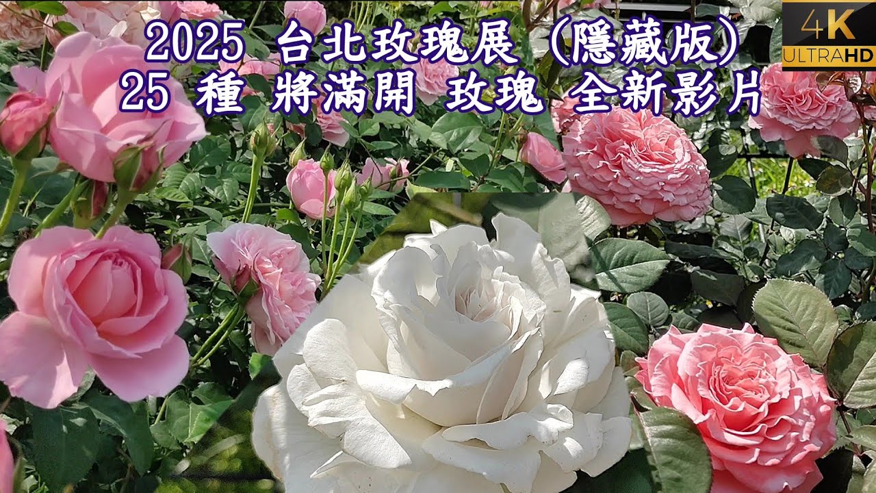 驚豔台北玫瑰展秀-完整導覽 Taipei Rose Festival