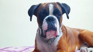 Boxer Stud Dog for Mating in Delhi NCR. Direct Import Line KCI registered Show Quality Boxer Dog.