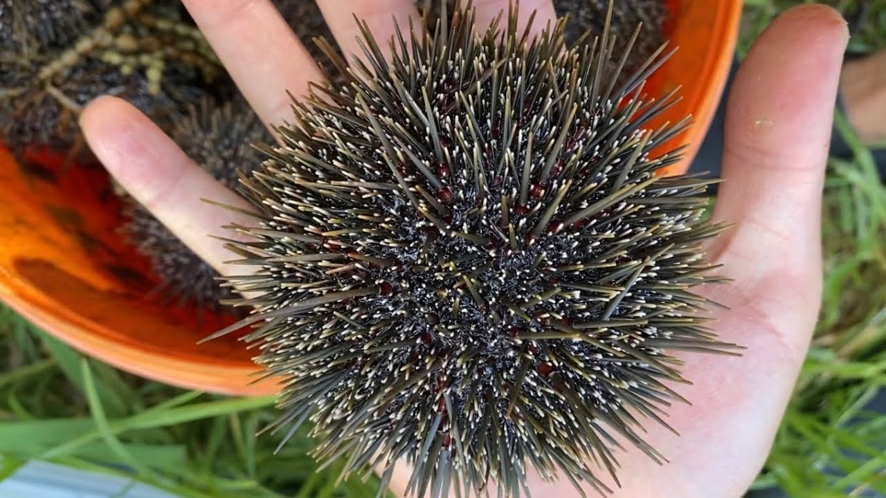 海胆爆箱 儿子手被扎也不管了 第一次尝试海胆刺身 口感惊艳 Youtube