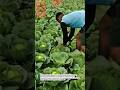 Cabbage Harvest Booms Because Smart Farming Wins #CabbageHarvest #SmartFarming #Agriculture