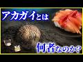 【ゆっくり解説】異常な進化をした貝!?「アカガイ」とは何者なのか?を解説/心臓が3つ…赤い血…泥の中で生きる赤い貝の生態