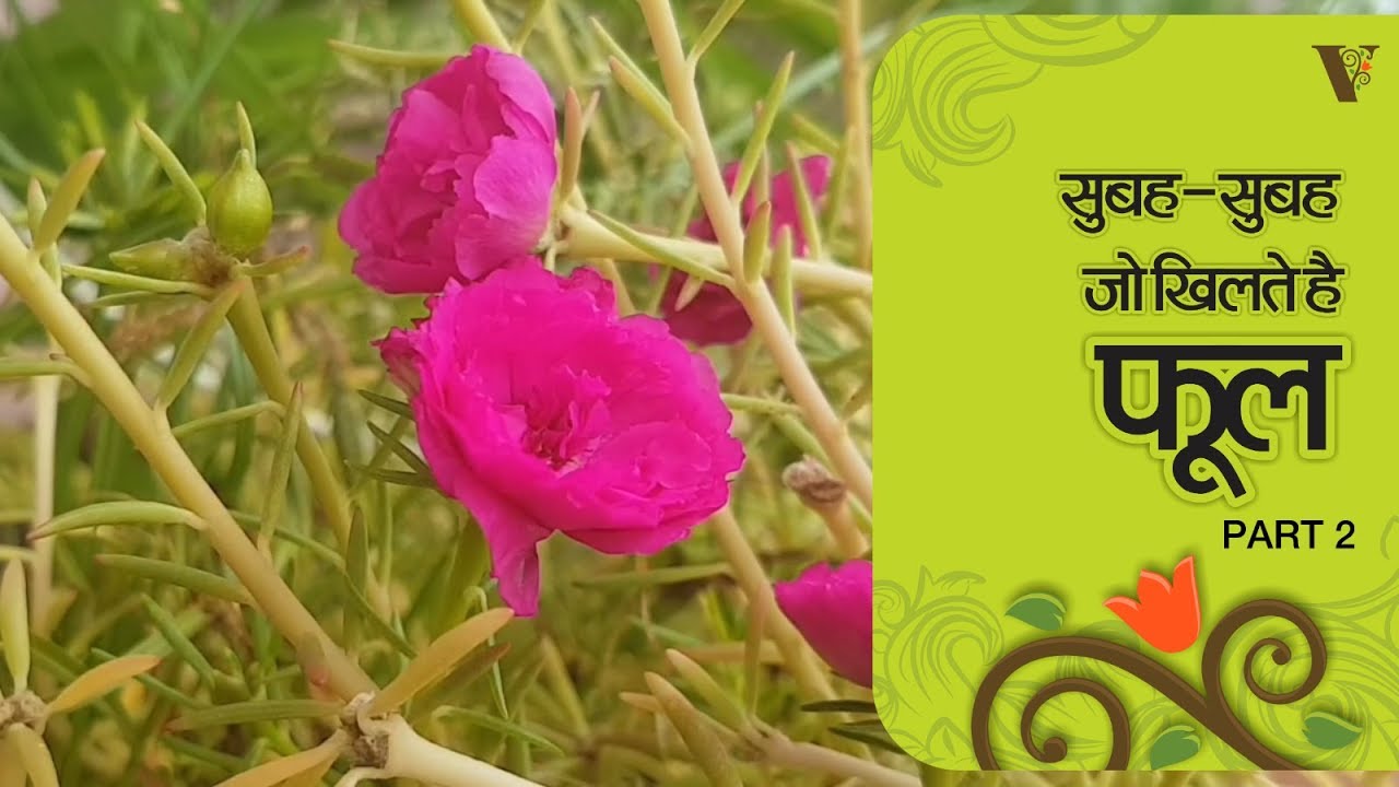 फूल जो सुबह-सुबह खिलते है I The flower that blooms in the morning - YouTube