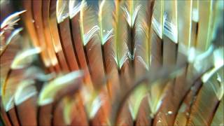 16.Altin Palet Sualti Görüntüleme Türki̇ye Şampi̇yonasinda Bodrumda 2. Olan Küçük Dalgiç