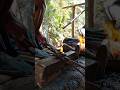 blacksmith#hard#work#short#video subscribe my YouTube channel