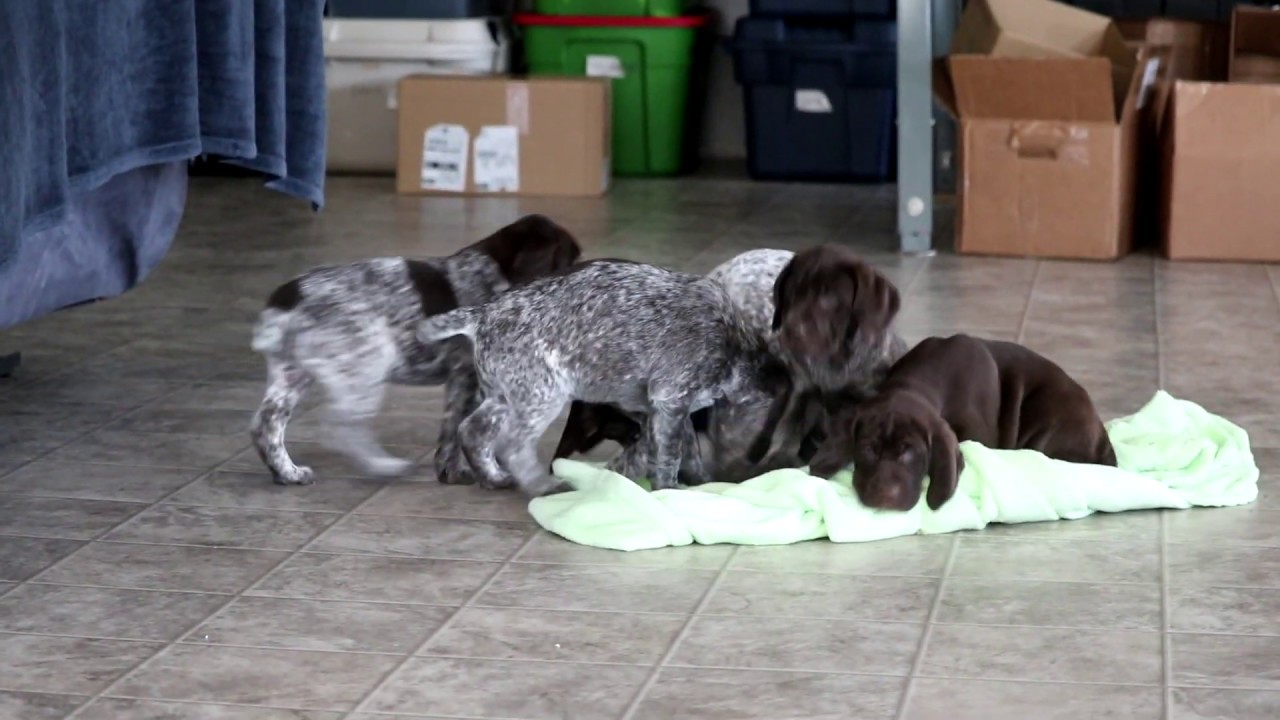 German Shorthaired Pointer Puppies For Sale Youtube