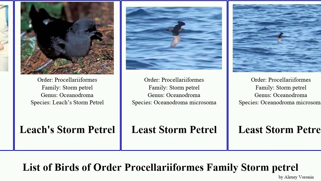 List of Birds of Order Procellariiformes Family Storm petrel least marina Storm-petrel Monteiro