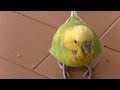 おしゃべりインコのピッピが歩く！He walks pretty!