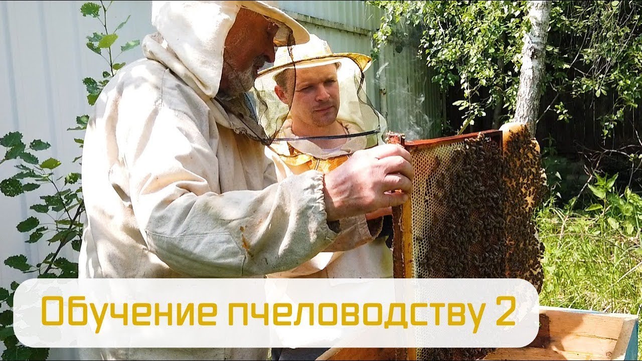 Грант на пчеловодство