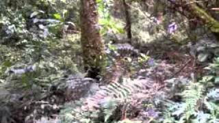 Ciclomontañismo enduro  Reserva forestal Navarco alto  Salento  Quindio