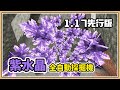 【Minecraft 1.17先行版】慘遭自動化😆【紫水晶💜全自動採掘機】懶人機器+1