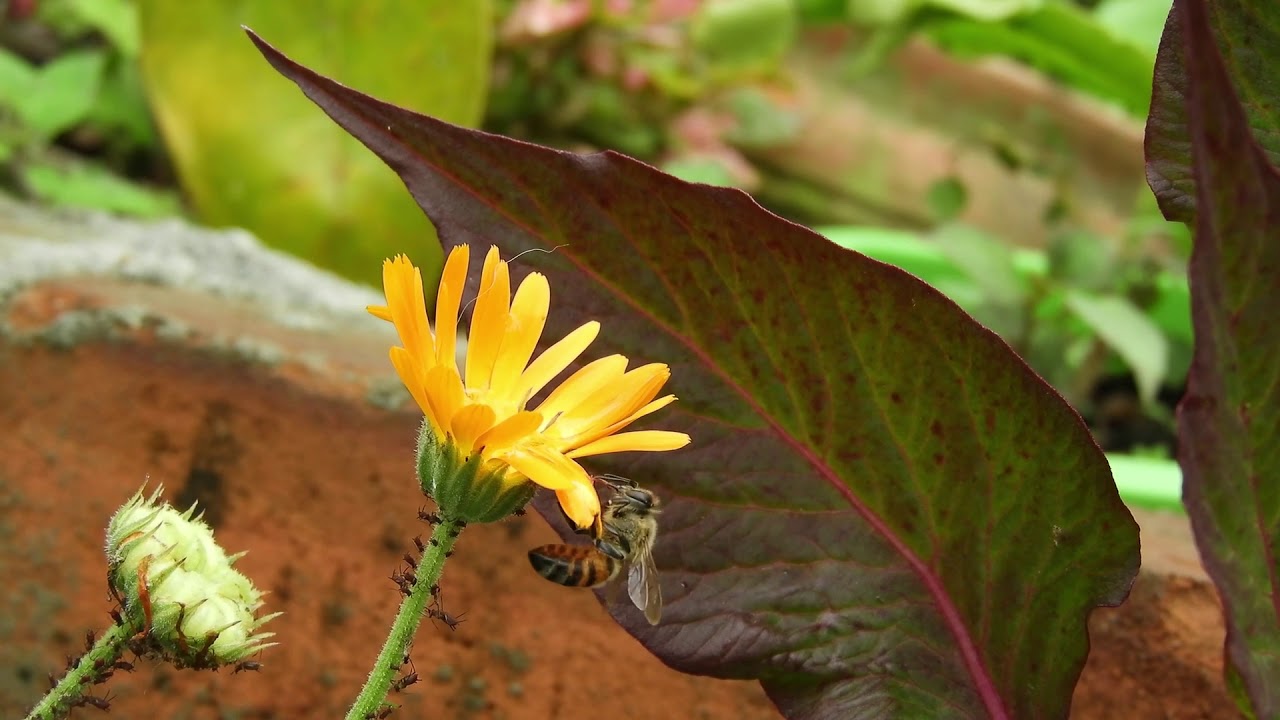 Cómo hacen la miel las abejas