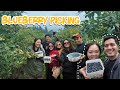 After making puto, nag-Blueberry Picking kami sa Christchurch! First time, super saya! talaga! wow!!