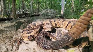 Timber Rattlesnake