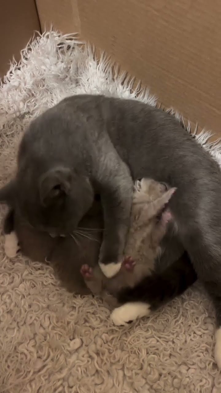 Belle maman avec petite chaton