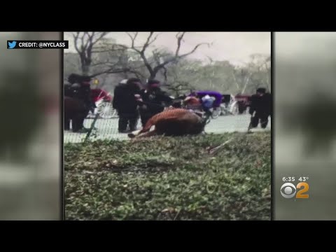 caught-on-video:-carriage-horse-collapses-in-central-park