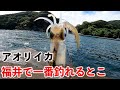 【エギングでイカ連発】秋イカ開幕!!日中でも爆釣するエギとカラーもご紹介、アオリイカの数釣りシーズンに出かけよう!
