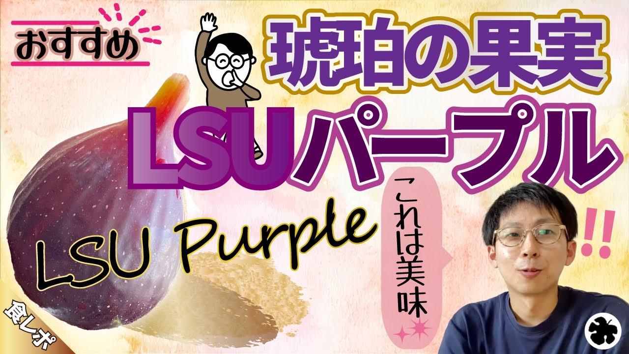 イチジク いちじく LSU Purple パープル 2年生木 LSU Purple Fig(LSUパープル )の特徴・味・耐寒性・栽培 | 世界のイチジク