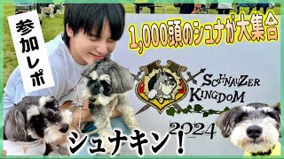 【シュナウザーキングダム 2024】イバライドに1,000頭が大集合で愛犬も大興奮レポ⭐シュナキン