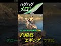 宮崎県エギング！ハグハグのメロンで良型確保！　 #エギング #エギ #アオリイカ #釣り