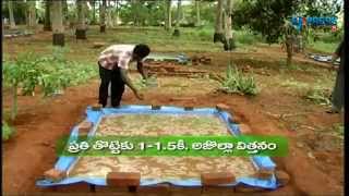 Cultivation of Azolla as a sustainable feed for livestock - Paadi Pantalu