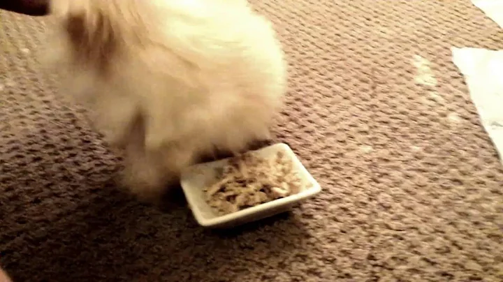 Cute but Angry Little Pom Puppy!