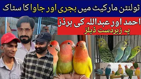 Lahore Tollinton Sunday Birds Bazar l Birds Price Update l October 2025 l haider bird zone 