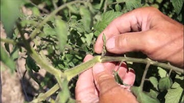 How to Remove Suckers from your Tomato Plants