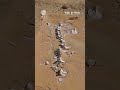 Wadi Al-Hitan:WSP Activities / WORLD SCAN PROJECT #shorts #egypt #whalevalley