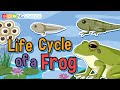 Frog Life Cycle Quiz