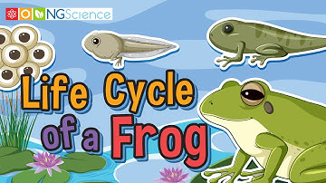 Life Cycle of a Frog