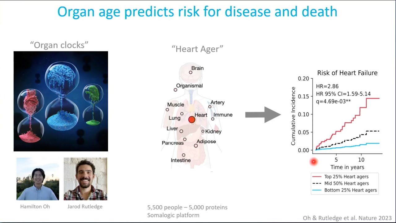 Thymus Restoration and Reversal of Organ Clocks