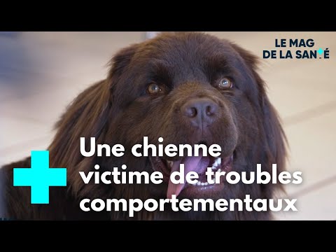 Vidéo: Les Six Meilleurs Médicaments En Vente Libre Pour Animaux De Compagnie Recommandés Par Les Vétérinaires Dans La Pratique Vétérinaire