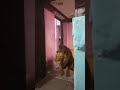 🦁🦁🦁🦁🦁🦁