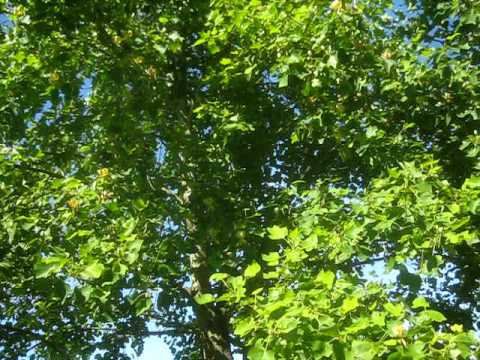 Video: Un arbore de lalele înflorește?