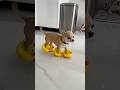 Cute puppy 🤩🥳😘🥰 #likeCute puppy#animals #chihuahua #perros #dog #funny