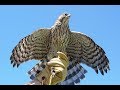 Coopers hawks in falconry